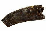 Cretaceous Fossil Mammal Partial Tooth - Montana #341150-1
